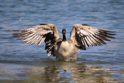 Branta-canadensis;Canada-Goose;Flying-Bird;One;Photography;action;active;aloft;
